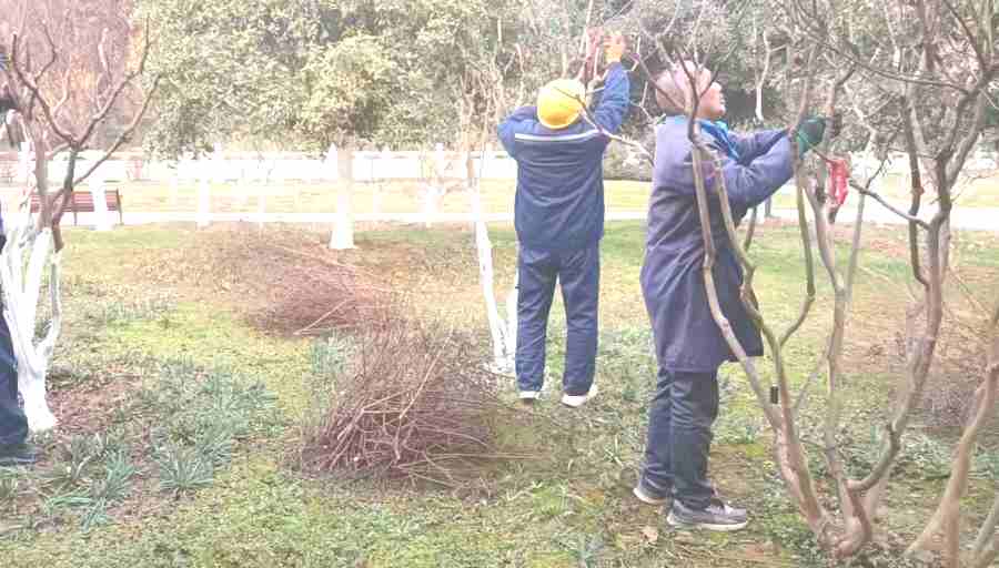 昆山廠區(qū)綠化維護(hù) 廠區(qū)綠化養(yǎng)護(hù)(圖3)