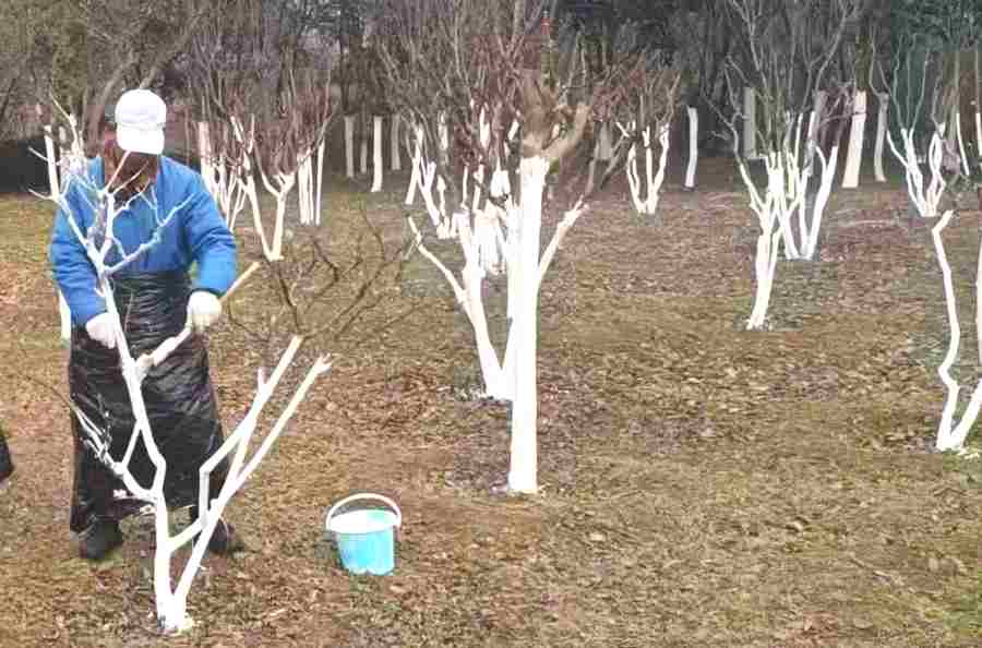 昆山廠區(qū)綠化維保 廠區(qū)綠化養(yǎng)護(hù)(圖4)