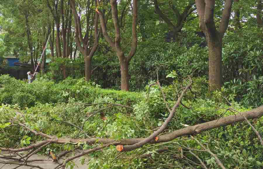 昆山綠化養(yǎng)護(hù)外包托管服務(wù) 綠化養(yǎng)護(hù)(圖6)