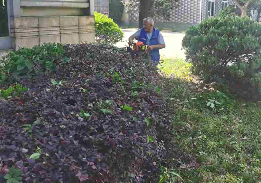 昆山物業(yè)綠地養(yǎng)護(hù) 物業(yè)/開發(fā)商綠地養(yǎng)護(hù)(圖3)