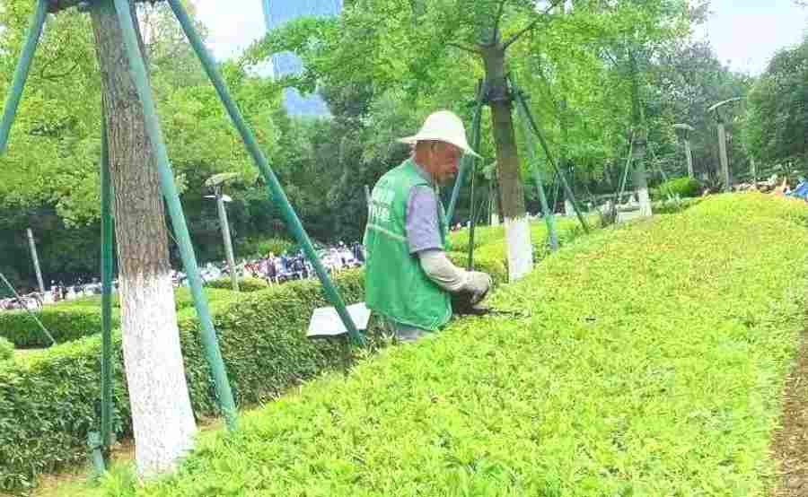 昆山小區(qū)綠地養(yǎng)護 小區(qū)/住宅社區(qū)綠化養(yǎng)護(圖2)