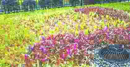 昆山海綿城市綠化植物搭配的原則主要包括以下幾點