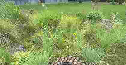 昆山海綿城市綠化植物搭配的深度探討