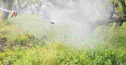 探究昆山綠化養(yǎng)護公司針對病蟲害防治方法