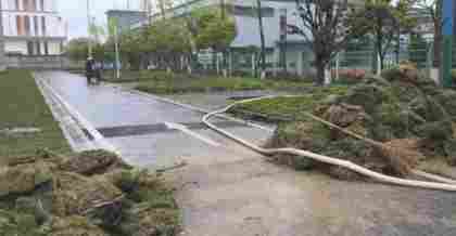 昆山綠化草坪與草皮種植的技術(shù)指南