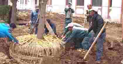 昆山樹木移植與綠化樹木移栽的技術(shù)要點及注意事項